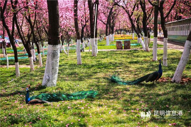 2020年樱花盛开时因疫情闭园的景象。供图：天天