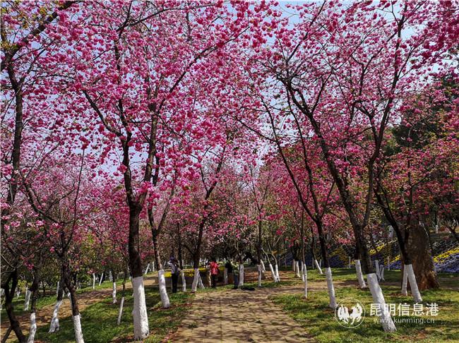2020年闭园期间的樱潮景观。供图：天天