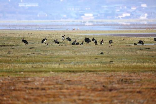 云南纳帕海国际重要湿地成黑鹳国内最大越冬停歇