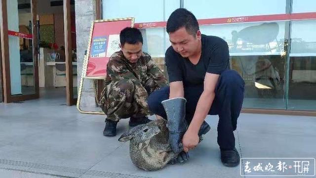 玉溪新平一村民种地途中发现“落难”动物，一查来头不小…… 李春丽 通讯员 适甜甜 苗丽 忽怡丹 冯凯 摄