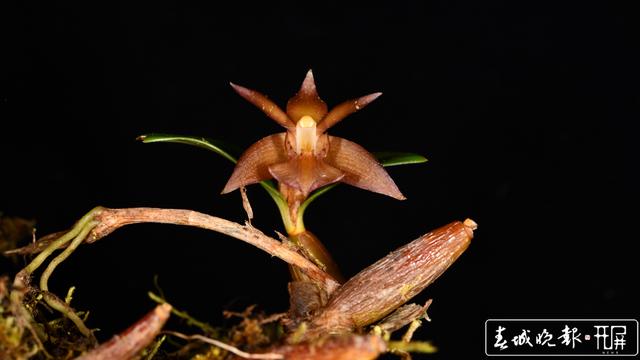 昆明植物研究所在西藏发现4个中国新纪录种24个西藏新记录种 中国西南野生生物种质资源库 供图