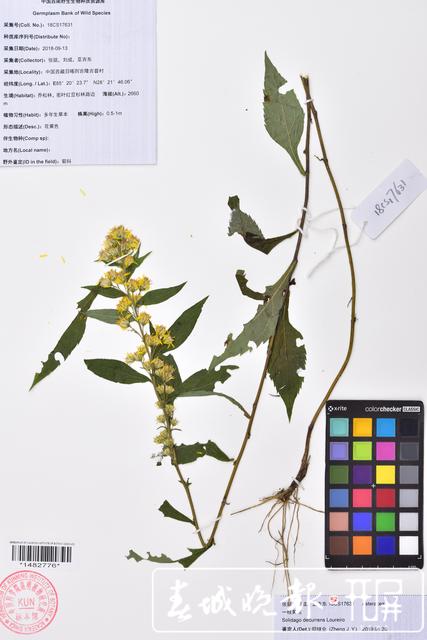 昆明植物研究所在西藏发现4个中国新纪录种24个西藏新记录种 中国西南野生生物种质资源库 供图