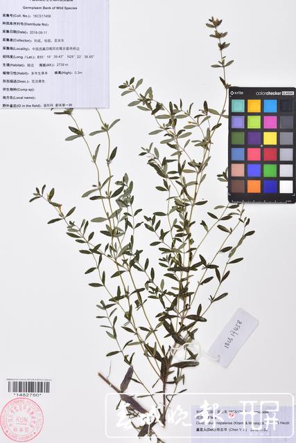 昆明植物研究所在西藏发现4个中国新纪录种24个西藏新记录种 中国西南野生生物种质资源库 供图