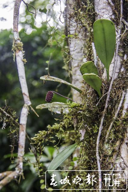 昆明植物研究所在西藏发现4个中国新纪录种24个西藏新记录种 中国西南野生生物种质资源库 供图