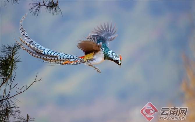 500余只白腹锦鸡扎堆云南会泽念湖2.jpg 500余只白腹锦鸡扎堆云南会泽念湖2.jpg