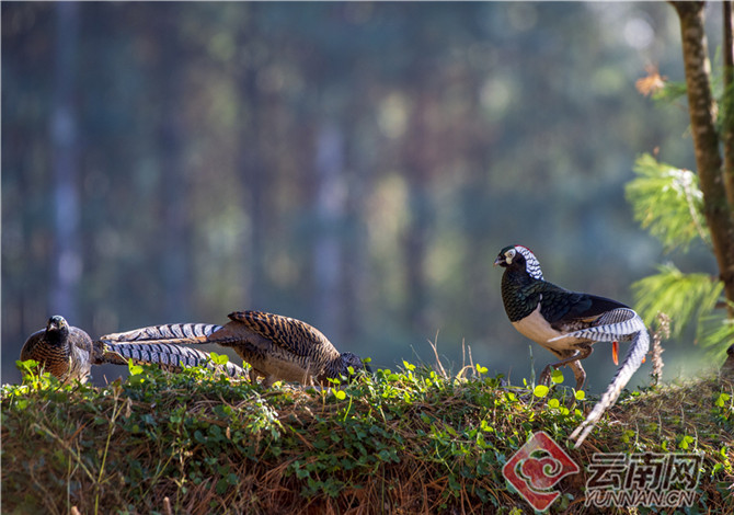 500余只白腹锦鸡扎堆云南会泽念湖6.jpg 500余只白腹锦鸡扎堆云南会泽念湖6.jpg