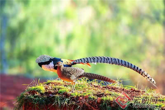 500余只白腹锦鸡扎堆云南会泽念湖5 500余只白腹锦鸡扎堆云南会泽念湖5