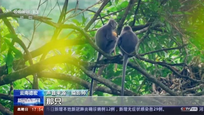 云南这11只小金猴不一般，集体刷屏央媒！