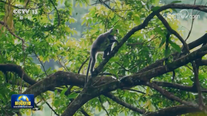 云南这11只小金猴不一般，集体刷屏央媒！