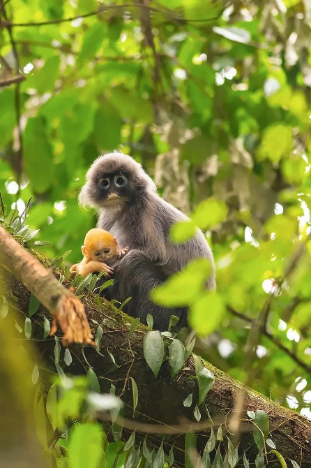 云南这11只小金猴不一般，集体刷屏央媒！