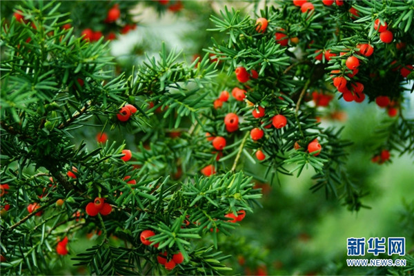 139760820_16140619232451n_副本