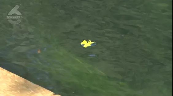 昆明盘龙江里有人栓绳遛娃