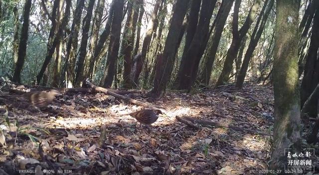 多种国家二级保护野生动物频繁打卡保山昌宁