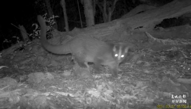 多种国家二级保护野生动物频繁打卡保山昌宁