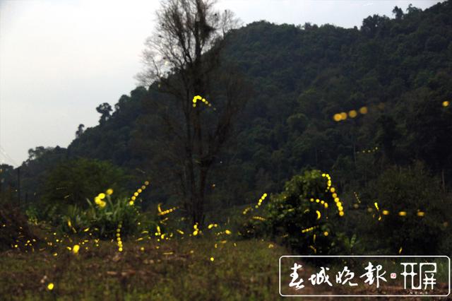 云南发现萤火虫3个新种4个中国新纪录种