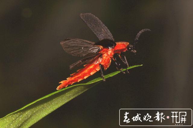 云南发现萤火虫3个新种4个中国新纪录种