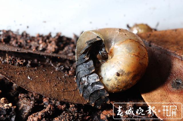 云南发现萤火虫3个新种4个中国新纪录种