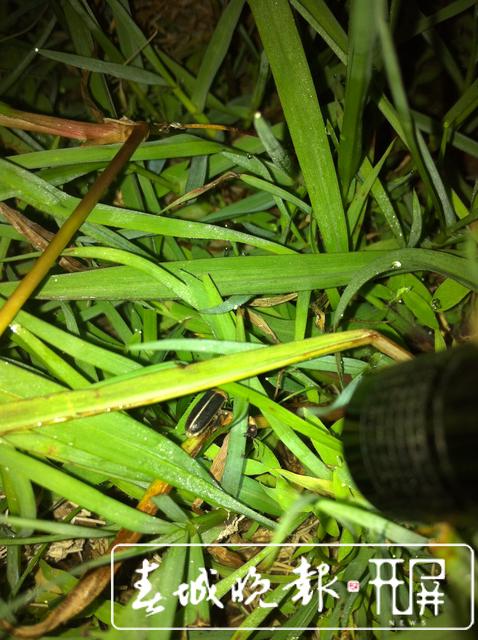 云南发现萤火虫3个新种4个中国新纪录种