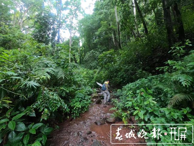 云南发现萤火虫3个新种4个中国新纪录种