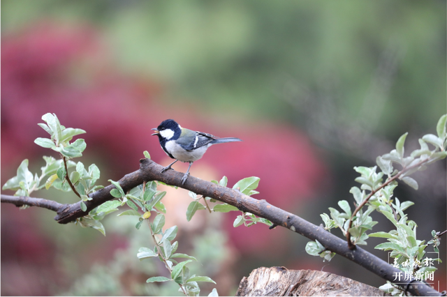 千余只白腹锦鸡栖息！云南会泽黑颈鹤保护区内有个特别的“鸟堂” 春城晚报-开屏新闻记者 蒋琼波 通讯员 刘光信 摄影报道