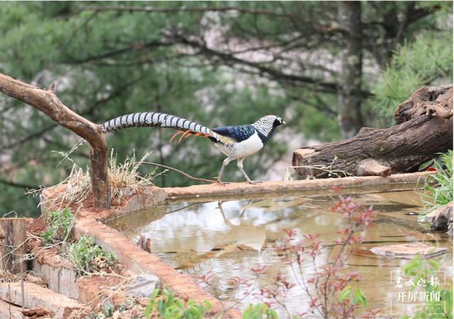 千余只白腹锦鸡栖息！云南会泽黑颈鹤保护区内有个特别的“鸟堂” 春城晚报-开屏新闻记者 蒋琼波 通讯员 刘光信 摄影报道