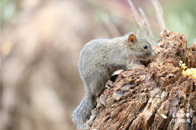 千余只白腹锦鸡栖息！云南会泽黑颈鹤保护区内有个特别的“鸟堂” 春城晚报-开屏新闻记者 蒋琼波 通讯员 刘光信 摄影报道