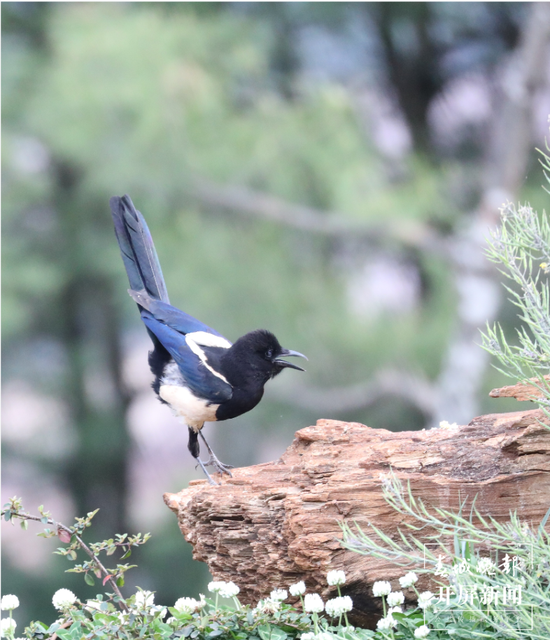 千余只白腹锦鸡栖息！云南会泽黑颈鹤保护区内有个特别的“鸟堂” 春城晚报-开屏新闻记者 蒋琼波 通讯员 刘光信 摄影报道