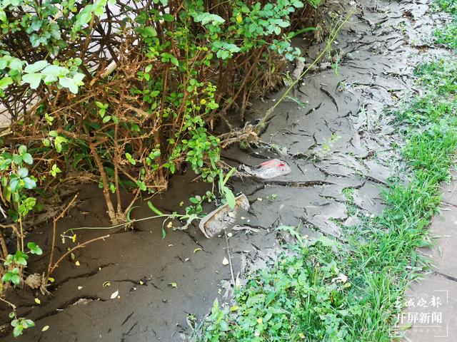 臭味难闻!昆明一小区清理水池淤泥埋在业主楼下 业主直呼:家里都待不下去了,小区环境太差 (春城晚报-开屏新闻记者 马艺宁 摄影报