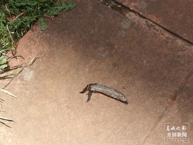 臭味难闻!昆明一小区清理水池淤泥埋在业主楼下 业主直呼:家里都待不下去了,小区环境太差 (春城晚报-开屏新闻记者 马艺宁 摄影报道)