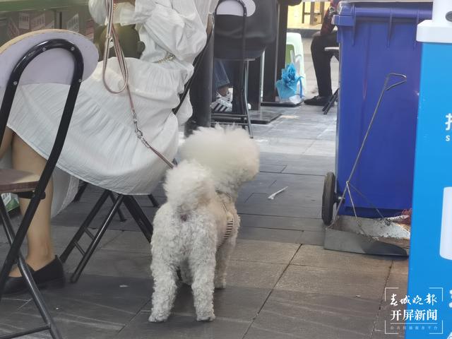 下月起遛狗不佩戴犬牌、系犬绳将涉嫌违法！（来源 春城晚报-开屏新闻记者 马艺宁 费丹艺）