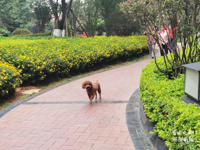 下月起遛狗不佩戴犬牌、系犬绳将涉嫌违法！（来源 春城晚报-开屏新闻记者 马艺宁 费丹艺）