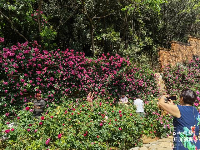 昆明“花千谷”万余株玫瑰扮靓城市（春城晚报-开屏新闻记者 孙琴霞 摄）