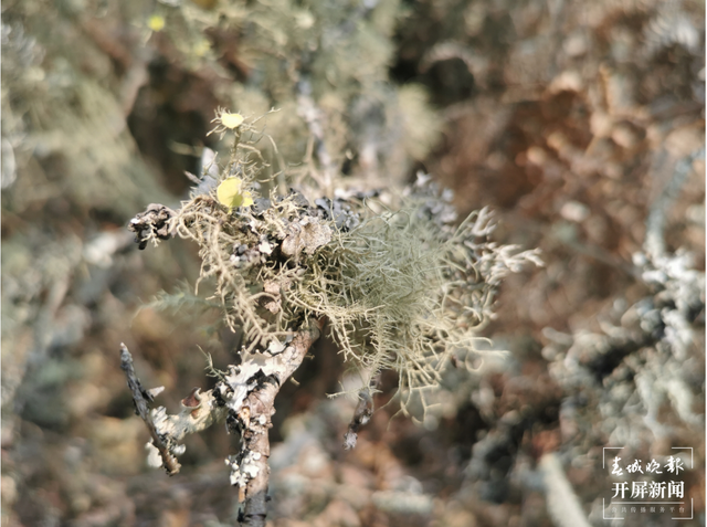 普洱景东发现地衣新物种磺盘松萝 春城晚报-开屏新闻记者 杨质高 通讯员 何友刚 摄影报道