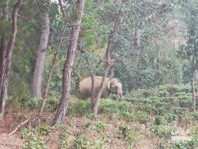 亚洲象到达墨江县北回归线标志园景区 供图