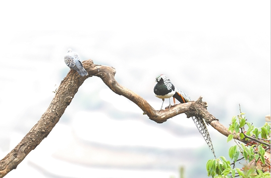 微信截图_20210512092650