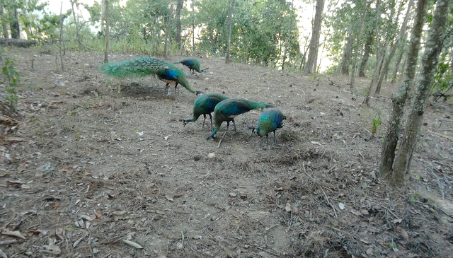 云南监测到绿孔雀小宝宝出巢啦（云南省林业和草原局 供图）