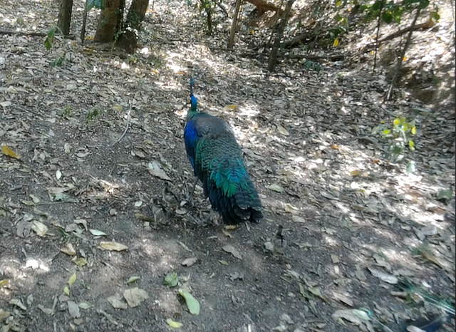 云南监测到绿孔雀小宝宝出巢啦（云南省林业和草原局 供图）