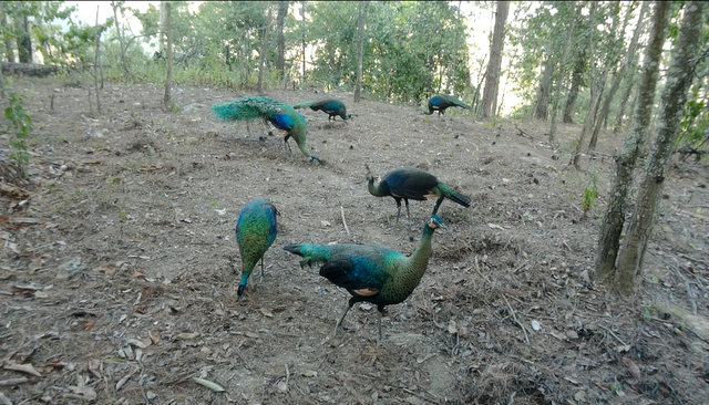 云南监测到绿孔雀小宝宝出巢啦（云南省林业和草原局 供图）