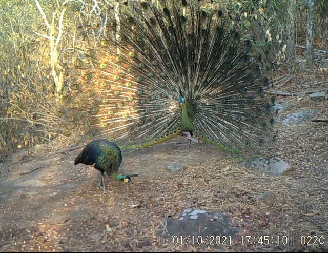 云南监测到绿孔雀小宝宝出巢啦（云南省林业和草原局 供图）