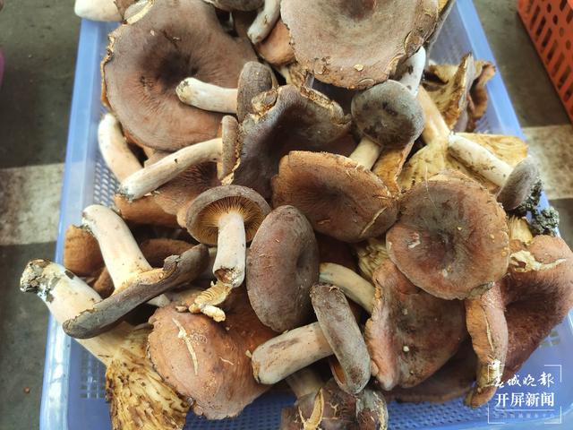 雨季来临，昆明野生菌价格一路走低（春城晚报-开屏新闻记者 孙江荭 摄）