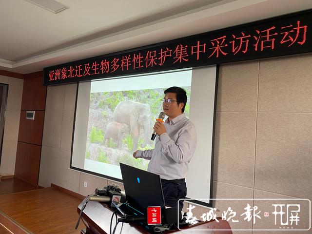 亚洲象从150头增至300头!云南是这样做到的…( 王宇衡 摄影报道)