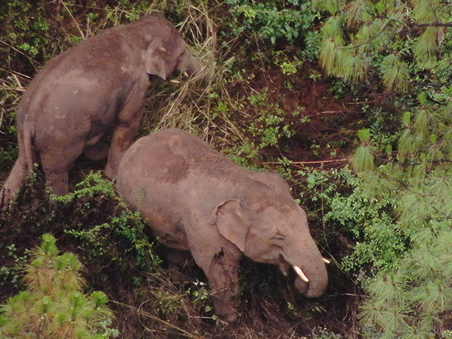 云南省森林消防总队供图 (3)