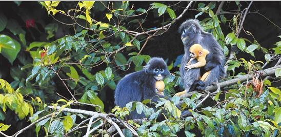 郑山河拍摄的菲氏叶猴 郑山河拍摄的菲氏叶猴