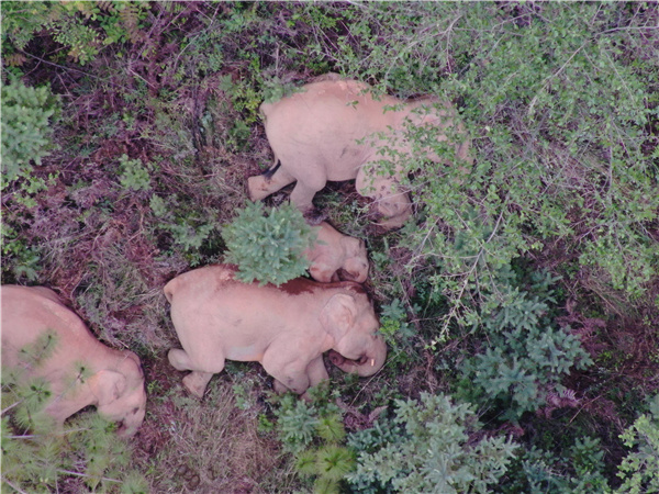 云南省森林消防总队提供 (1)_副本