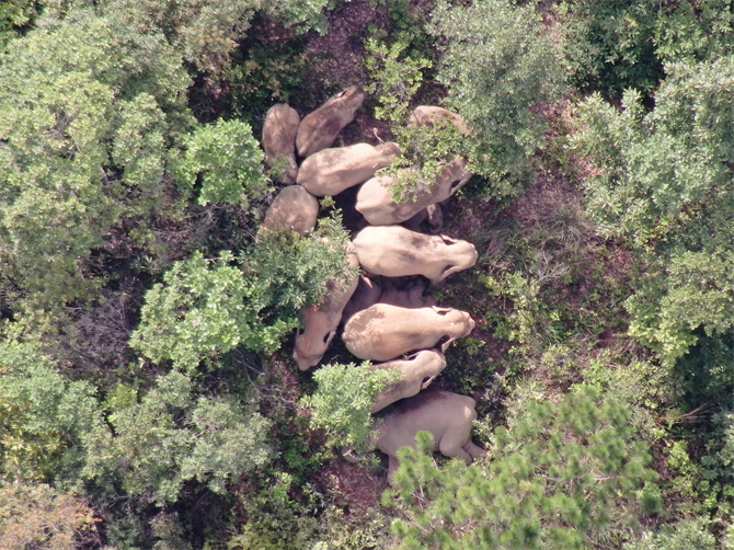 云南省森林消防总队提供  (1) (1)_副本