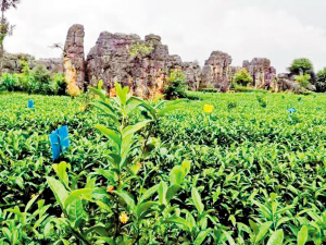 79251624915043036 79251624915043036