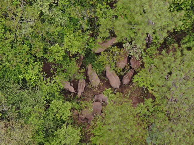 云南省森林消防总队供图 (4) 云南省森林消防总队供图 (4)