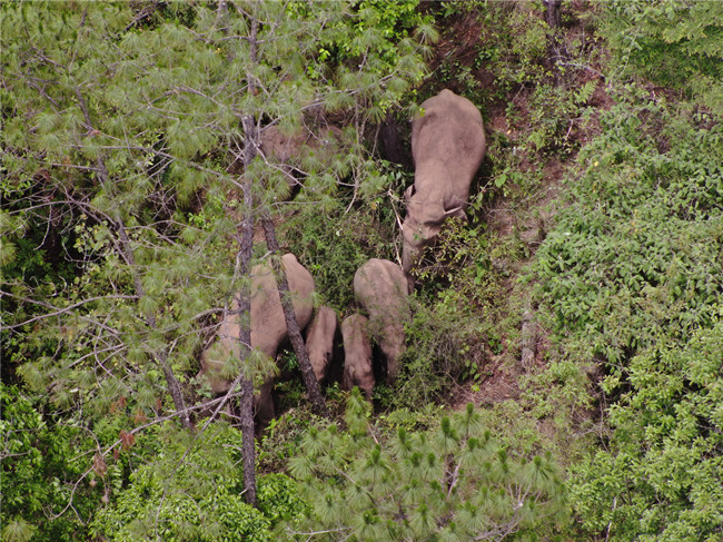云南省森林消防总队供图 (5) 云南省森林消防总队供图 (5)