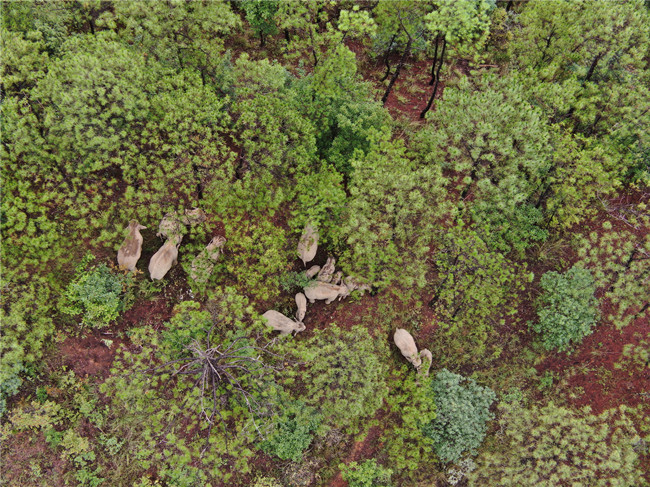 云南省森林消防总队供图 (9)