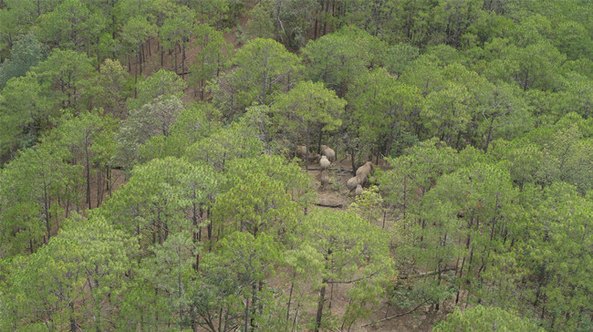 云南省森林消防总队供图 (4)